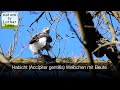 Habicht (Accipiter gentilis) mit Beute