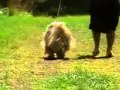 Tibetan Terrier - Chapter 5 の動画、YouTube動画。