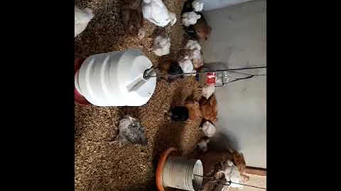 O que fazer para diminuir o odor do galinheiro?