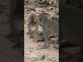 They consider bullfrog as a toy #bullfrog #monkey
