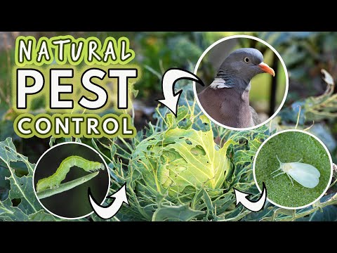 Video: Crvice iz korijena povrća - Kako kontrolisati insekte koji jedu korijenje