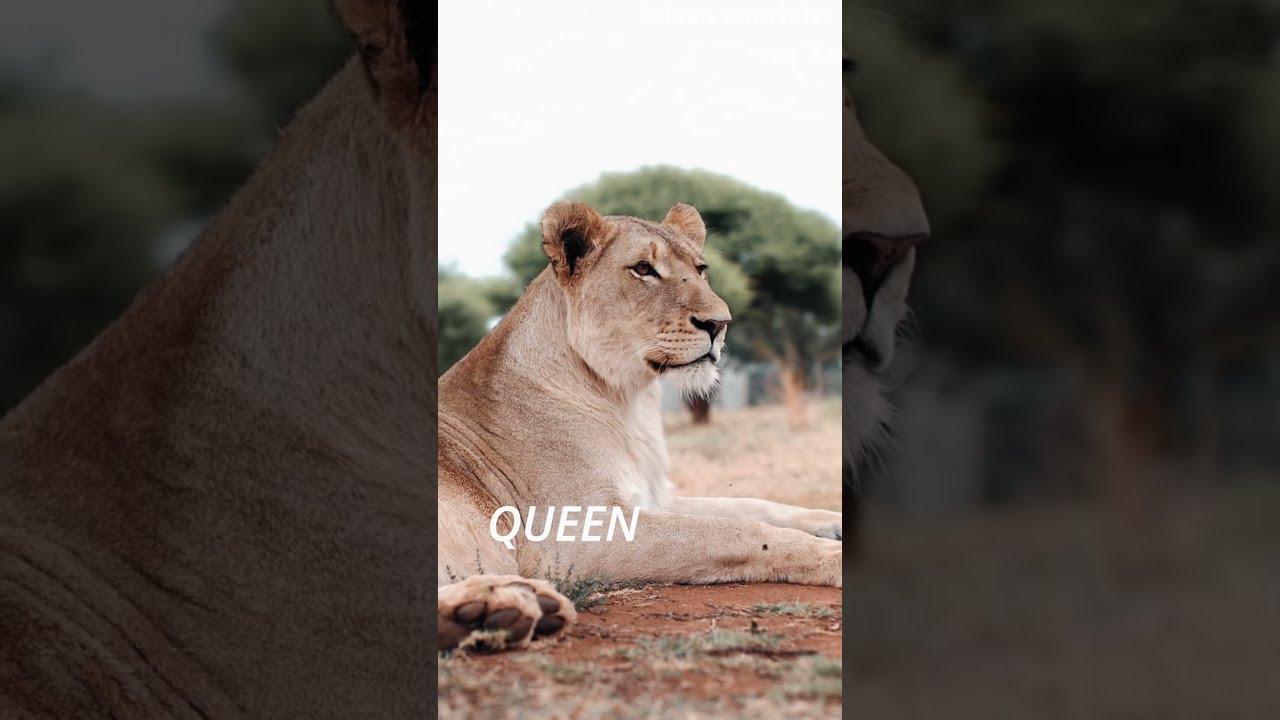 Why Do Lions Get Jealous 