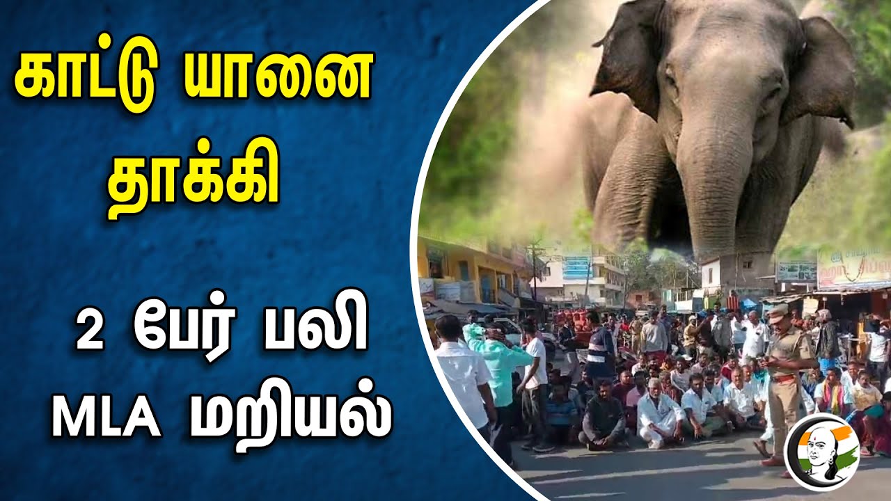 காட்டு யானை தாக்கி 2 பேர் பலி! MLA மறியல் | Krishnagiri