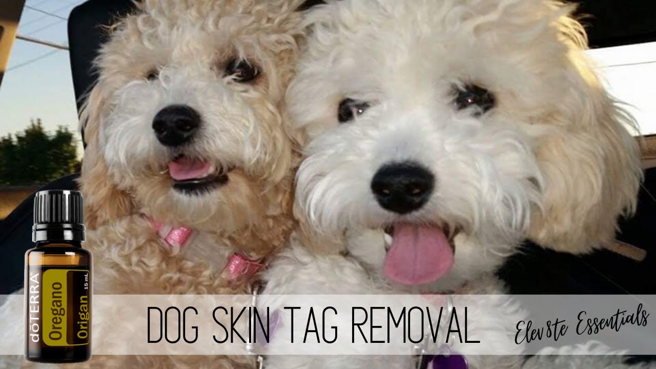 Dog Skin Tag Removal With Doterra Essential Oils Youtube