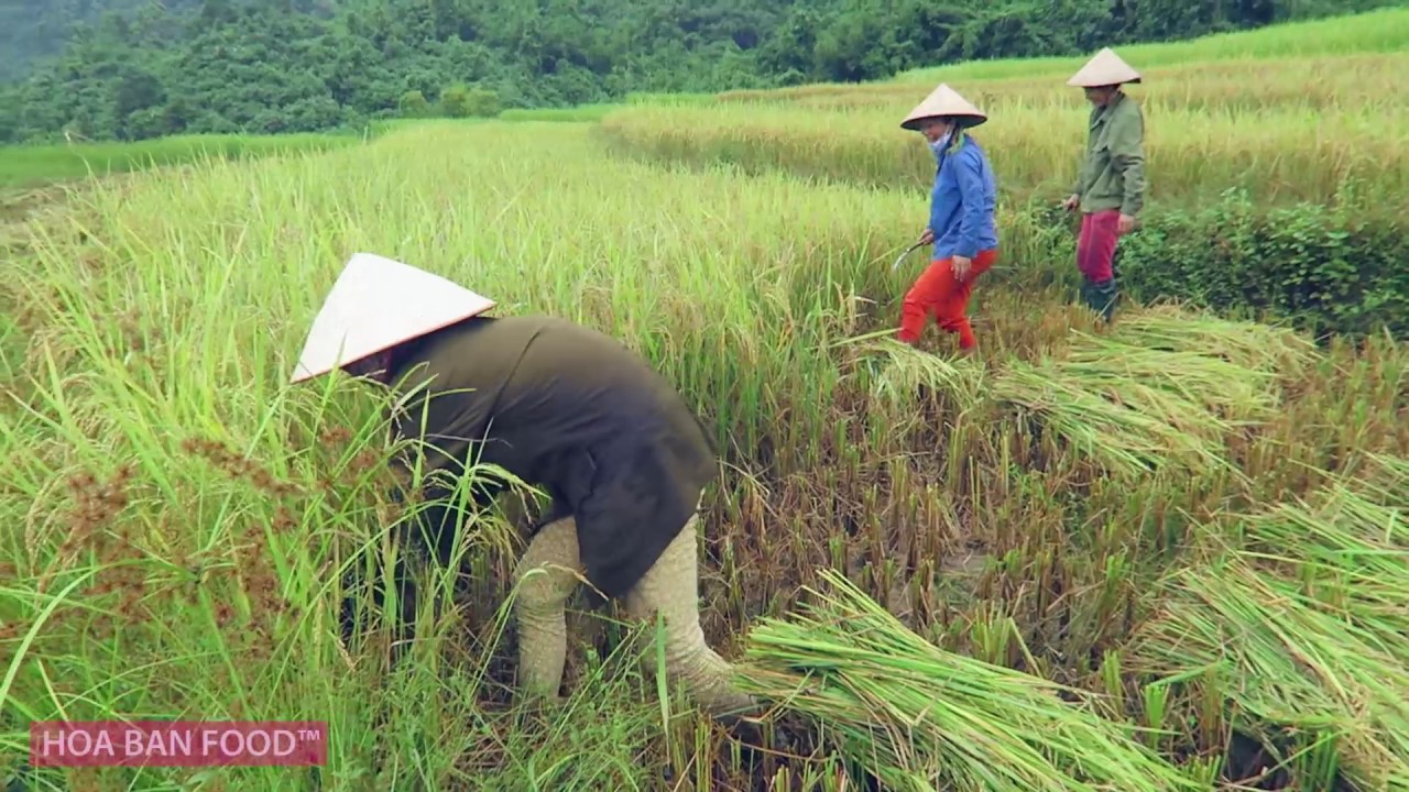 MÙA GẶT TÂY BẮC | Rice Harvesting - YouTube