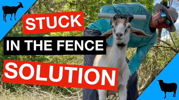 Keep Goats From Getting Stuck In Fence