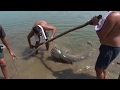 Upecao soma od 82 kilograma