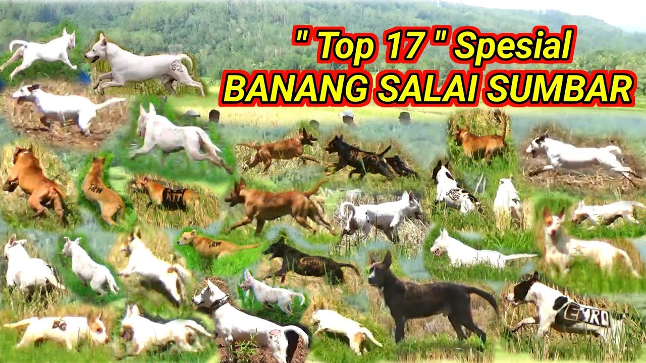 TOP 17 SPESIAL BANANG SALAI SUMBAR YANG TEREKAM KAMERA BURU ALEK KAYU ...