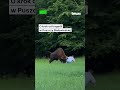 Podszedł za blisko żubra. Zwierzę przewróciło go na ziemię #tvn24