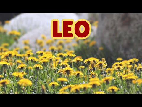 Leo - YIII!