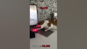 My cat open cases # #cs2 #cs2stream #gaming #cs2clips #cat #cs2live #gamer #opencase #csgo