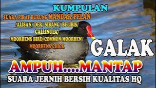SUARA PIKAT BURUNG MANDAR/PELAN/DER/ALISAN/SIBANG/MOORHENS BIRD/DUSKY/COMMON MOORHENS/GALLINULA