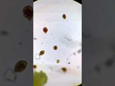 Video: Pseudomonas Syringae kurgil – bakterite lehelaikude sümptomite äratundmine