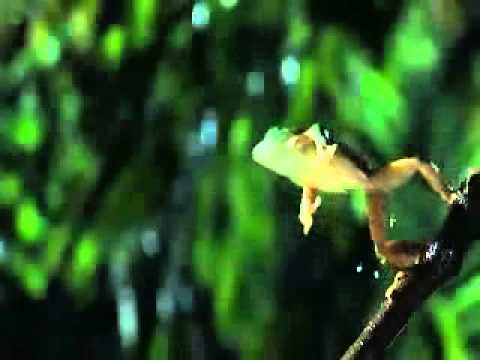 ACCEPT - AMAMOS LA VIDA