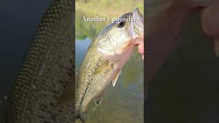 Good day of fishing! #fishing #bassfishing #spinner #texasrig #baitcaster