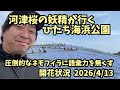 【ネモフィラ】 4/13 国営ひたち海浜公園 開花状況