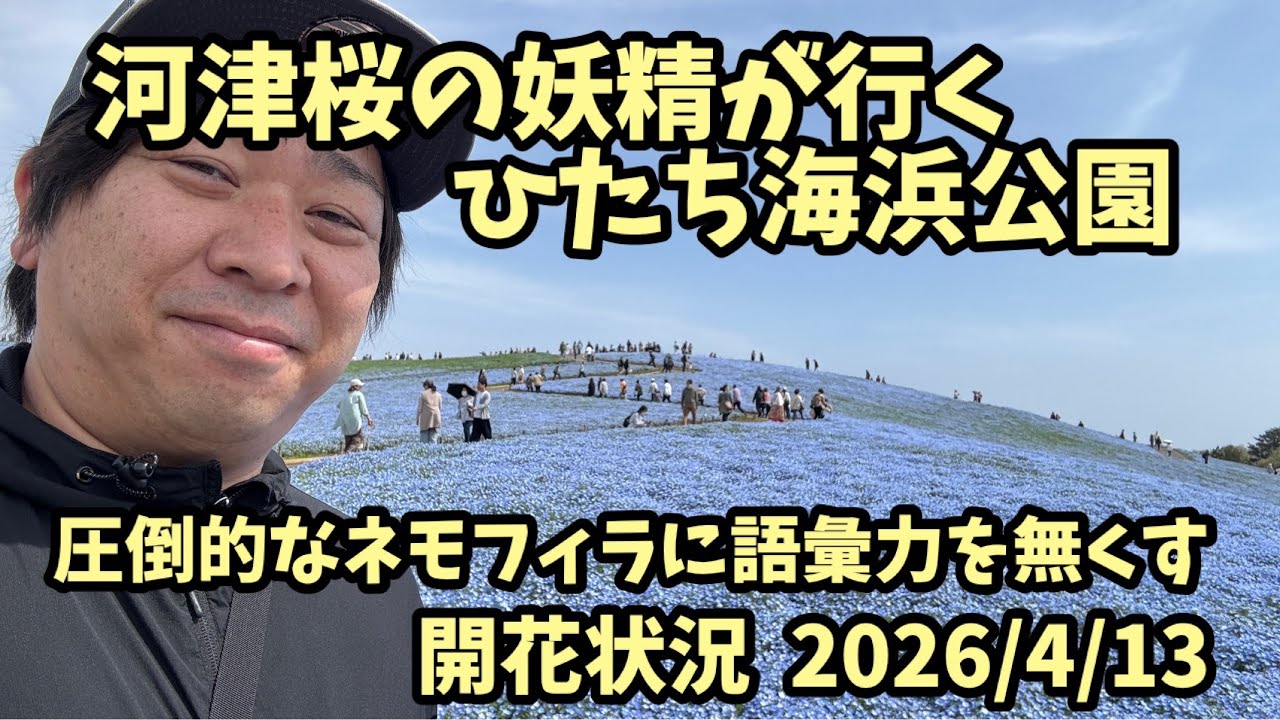 Nemophila] April 13th, Hitachi Seaside Park - Blooming Status