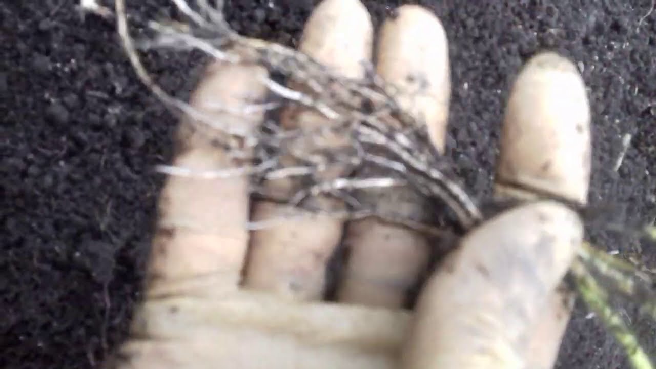 Видео о том, как правильно выбрать посадочный материал клубники