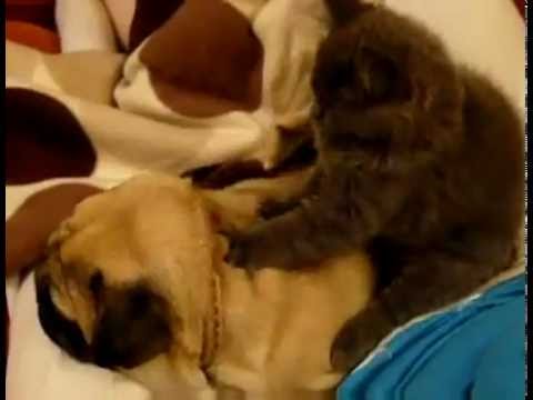 გამოცდილი მასაჟისტი - By ZeroPost.GE