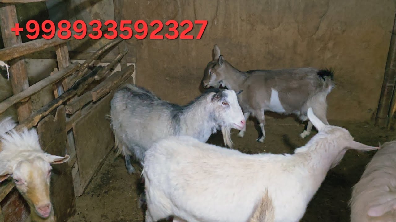 SAMARQAND ECHKILAR ZOTTOR ECHKILAR SOTILADI 