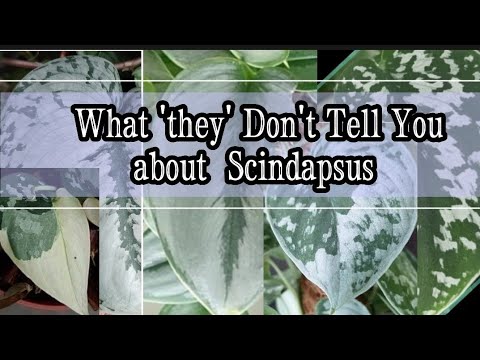 Video: Kan scindapsus pictus lide fugt?