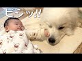 【まさか!】初めて妹にビンタされた超大型犬の反応が可愛い|グレートピレニーズ
