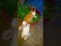 @Rabbitupdatetop1 #rabbit #rabbits #cute #mycuterabbit #bunny #mybunny #animals #cuteanimals