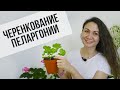 Какой способ черенкования пеларгонии самый лучший/ Совет агронома