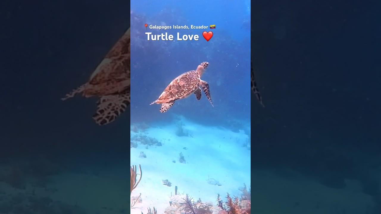 Just a curious turtle welcomes divers 🐢 