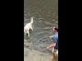 Dog plays fetch in a flooded street after nor'easter