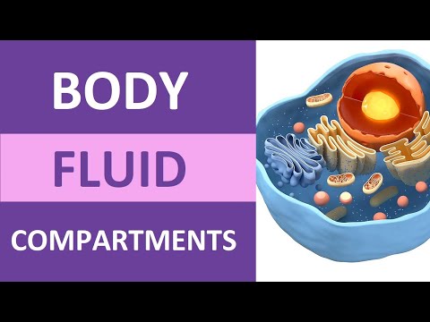Video: Unde se găsește lichidul intravascular în organism?