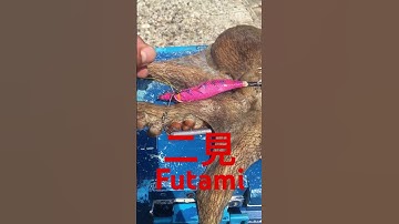 cách câu bạch tuộc khủng