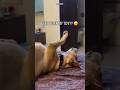 #dogreels #funnydog #funnydogvideos #funnydogs #dogreels #dogs #dogsofyoutube #dogsofinstagram #dog
