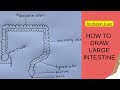 How to draw LARGE INTESTINAL || Easy Way
