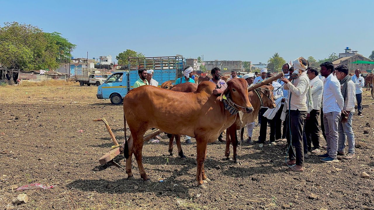लोहा बाजारात बैल कसे औताला लावले जातात/loha bail  bajar/