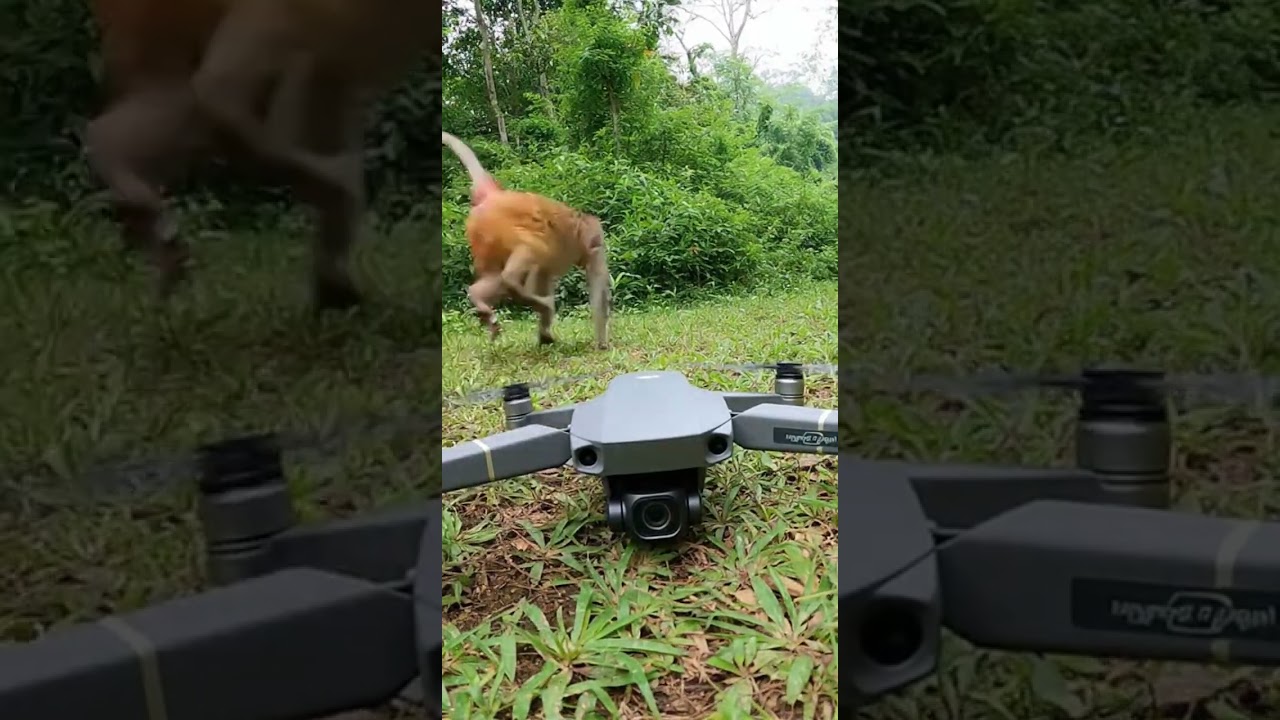 Curiosity Killed the Monkey! 🤖 Drone Starts Spinning and Sends Him Flying (4K Jumpscare)