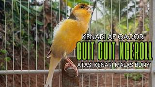 Pancingan Kenari Gacor Ngerol EMOSI DURASI Panjang AMPUH Atasi Kenari Macet Langsung Bunyi & Gacor!!