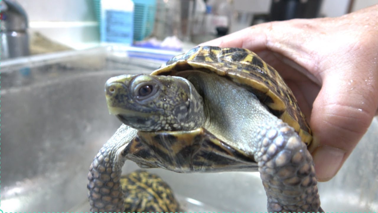 世界のカメ分布チェックリスト　貴重 うわあぁっ！！絶滅危惧種の幻の亀の集団がっ！！！ - YouTube