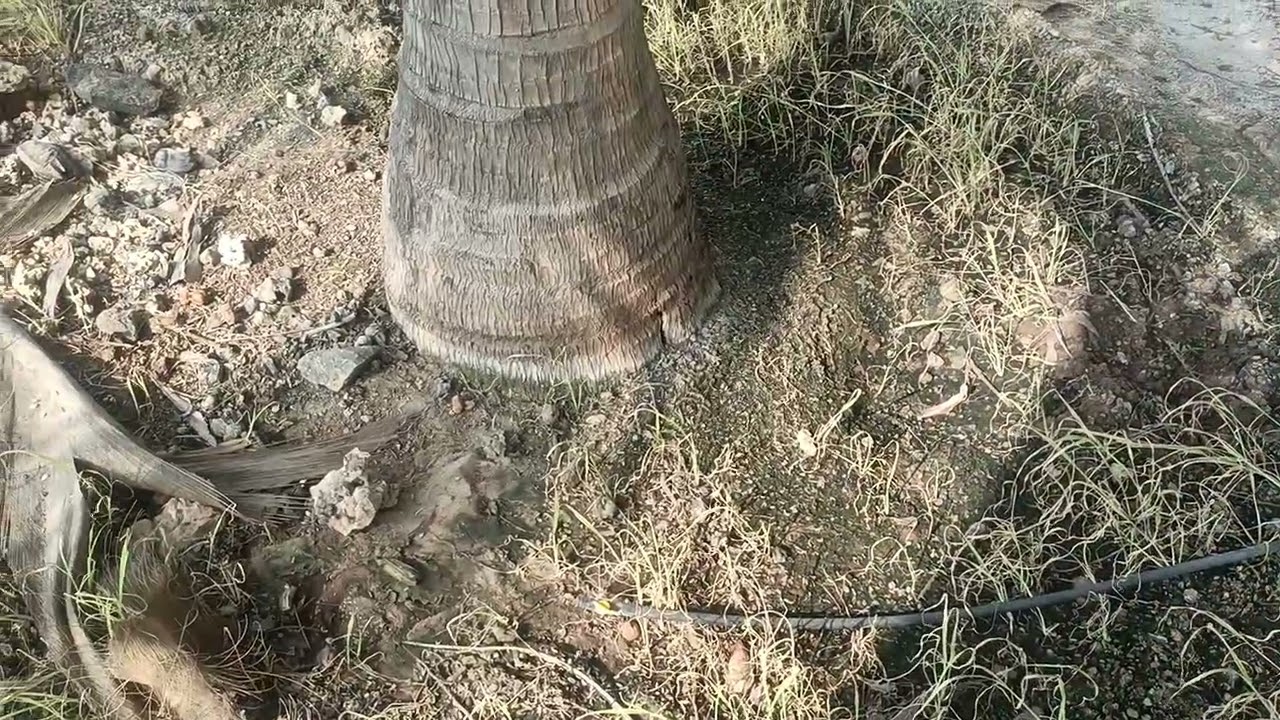 அருமையான தென்னந்தோப்பு 3.50 ஏக்கர் விற்பனை 