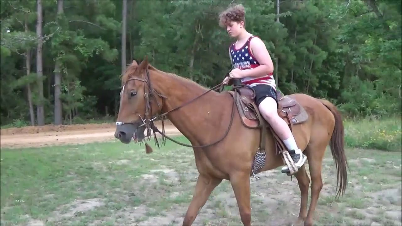 Kid Safe Horse for Sale Quarter Horse, 15 hands tall, Neck Reins and