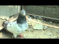 Tippler pigeons of ustad gulzar best pigeons in world