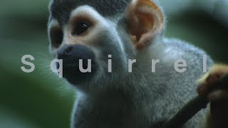 1 Hour Of Monkey Noises | Monkey Sounds | Squirrel Monkey Sound
