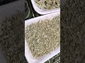 حكاية الرجل العجوز وأمه وعشب الحرجل