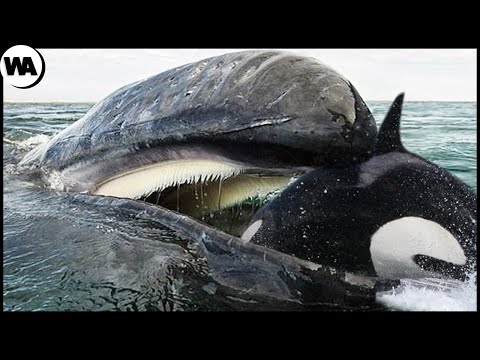 Video: Orca swallow: description and photo