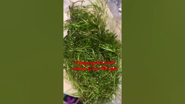 Guppy grass |  from Jason g invertebrates | band app