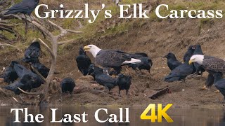 Grizzly's Elk Kill | Part 4 of 4 | Yellowstone in 4K | Inspire Wild Media by Inspire Wild Media 4,576 views 3 years ago 3 minutes, 19 seconds