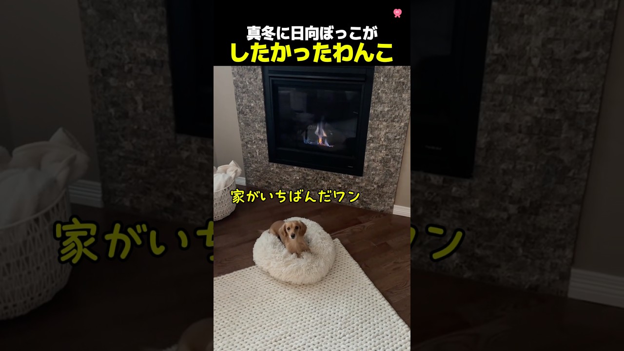 真冬に日向ぼっこがしたかったわんこ