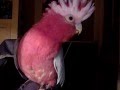 Charlie the galah talking, singing and meowing!