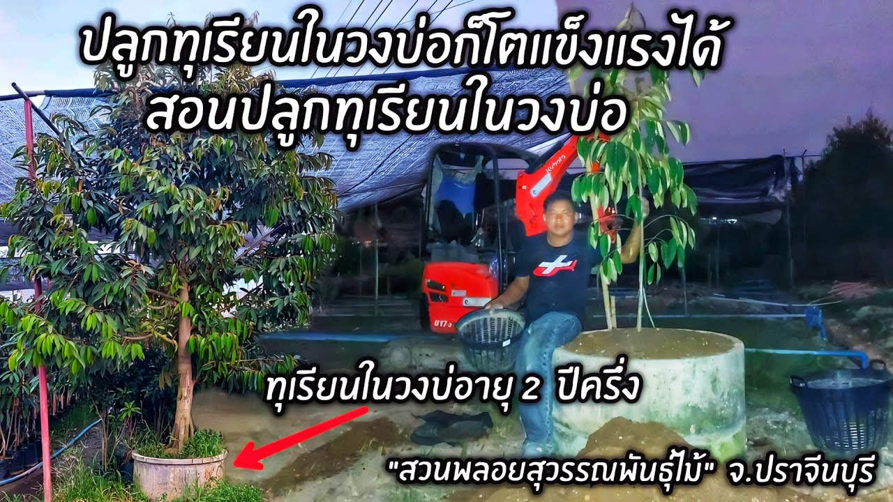 ปลูกทุเรียนในวงบ่อก็โตแข็งแรงได้ สอนปลูกทุเรียนในวงบ่อ 