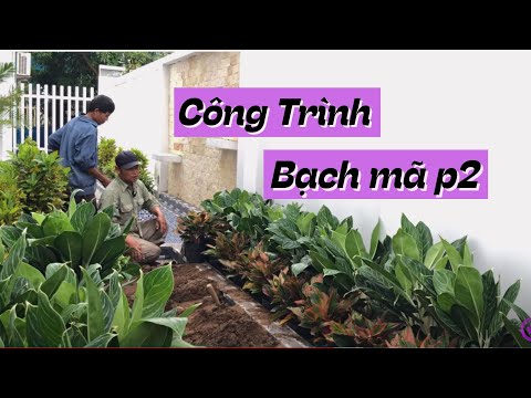 Video Công Trình Dãy Bồn Dài Trồng Cây Bạch Mã, Vạn Lộc,... - youtube